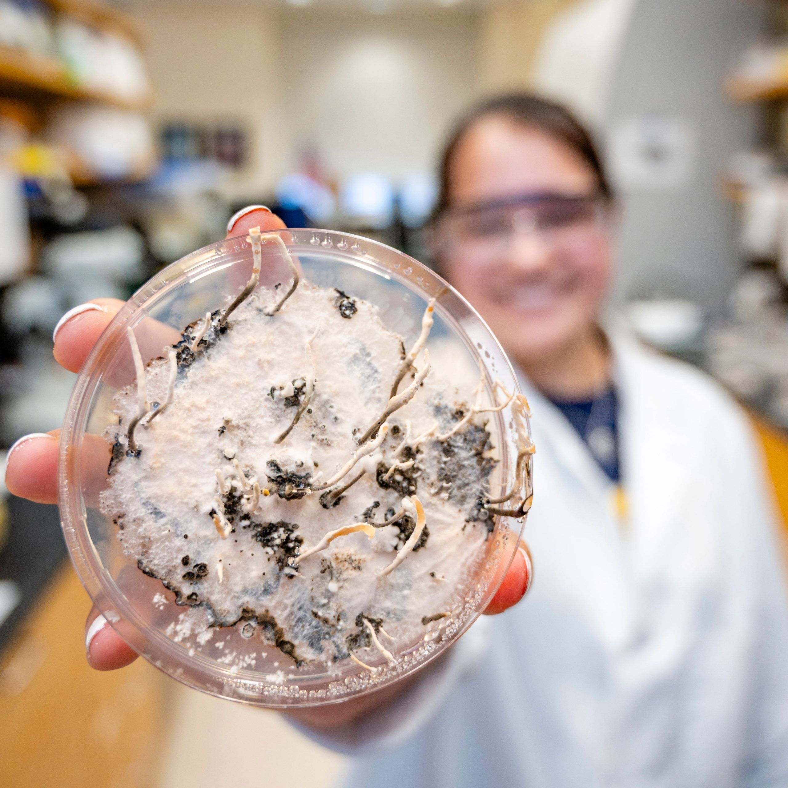A person in a white lab coat holds a clear petri dish close to the camera, showing a sample with white and pinkish fungal growth interspersed with black specks and thin, branching structures. The background is a laboratory setting with shelves and equipment slightly out of focus.