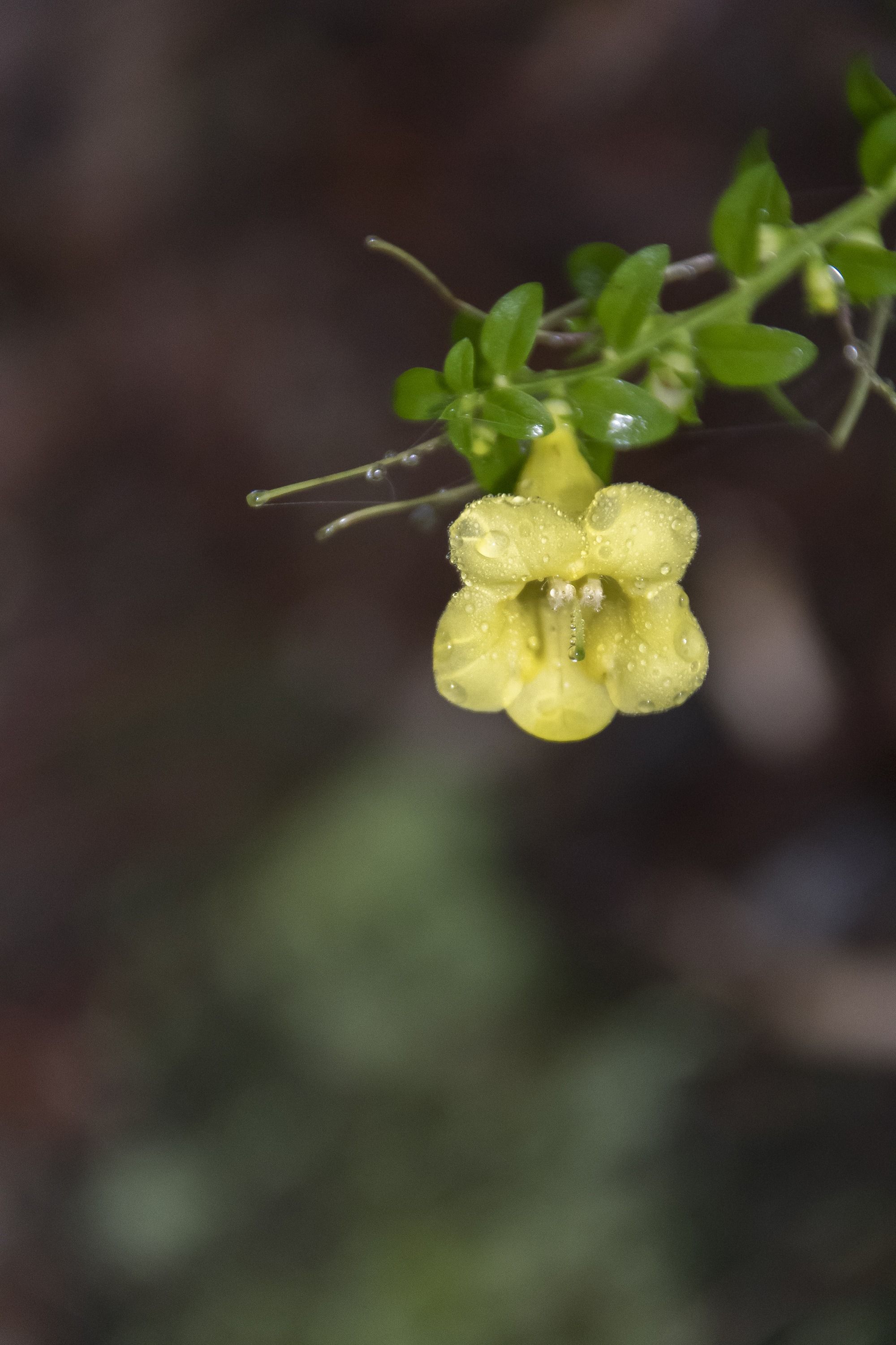 A yellow flower